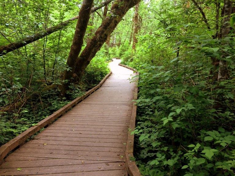 The boardwalk through the West Hylebos Wetlands. Photo by Nathaniel Sundberg. 