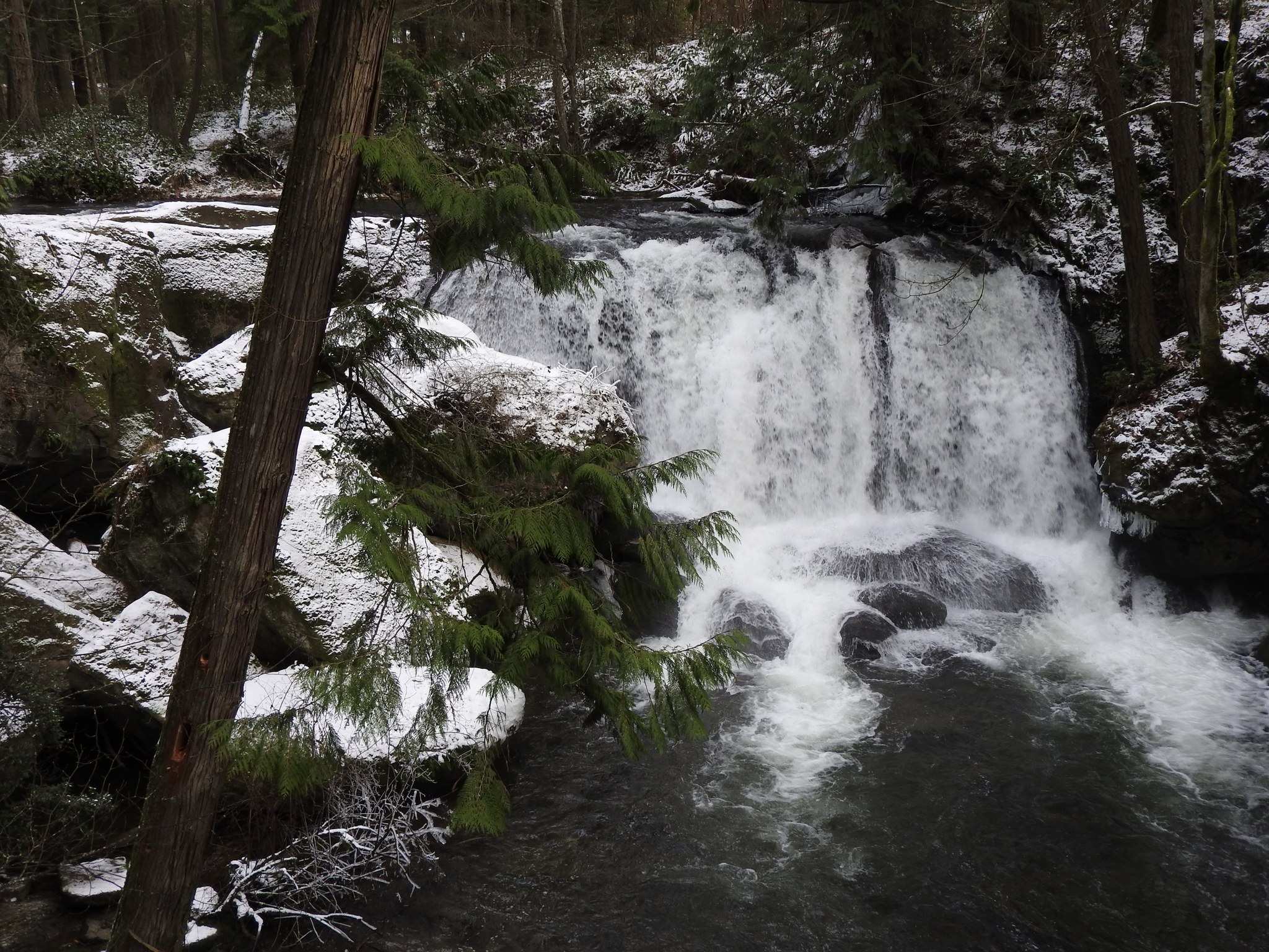 A wintry Whatcom Falls