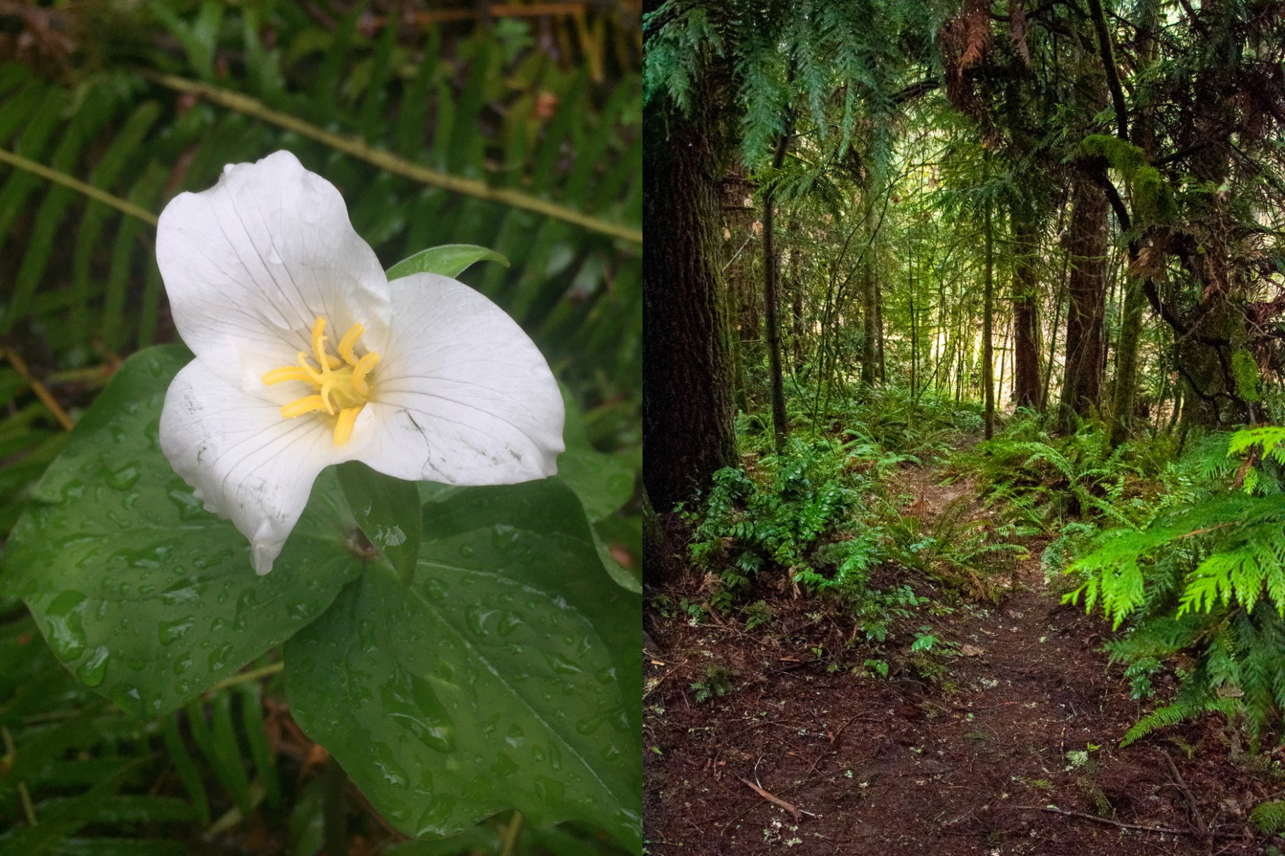 Whipple Creek Park. Photos by Ryan Ojerio and Roundkittens.png
