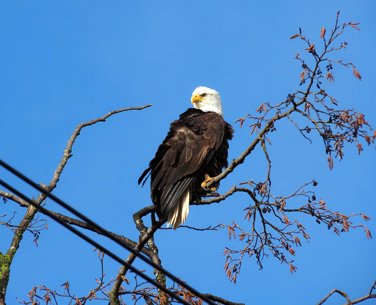 A bald eagle at Wiley Slough. Photo by thebrink.