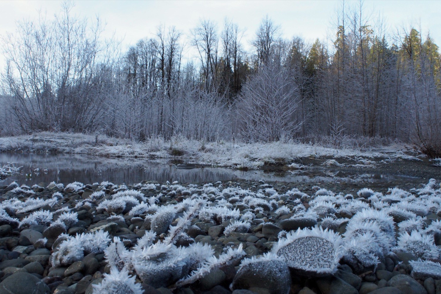 Skokomish by nutmeg..jpeg