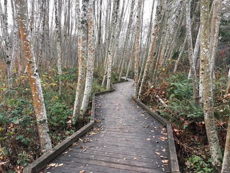 A boardwalk zigzags between trees in a forest