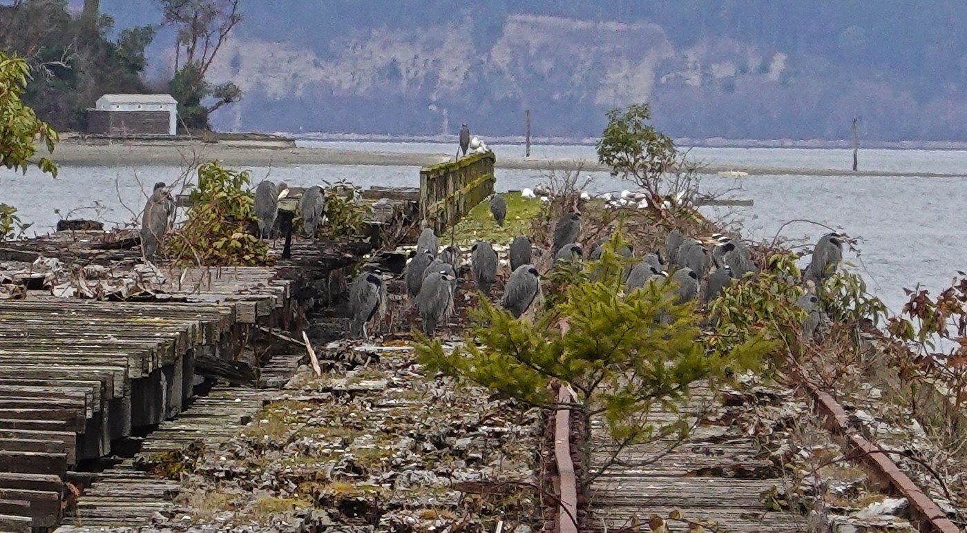 Dozens of heron rest on a wooden structure