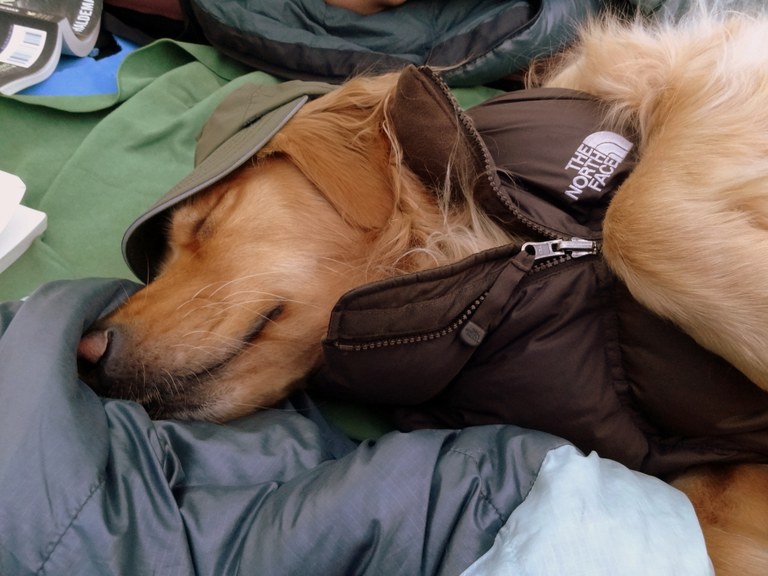 dog in sleeping back and jacket in tent