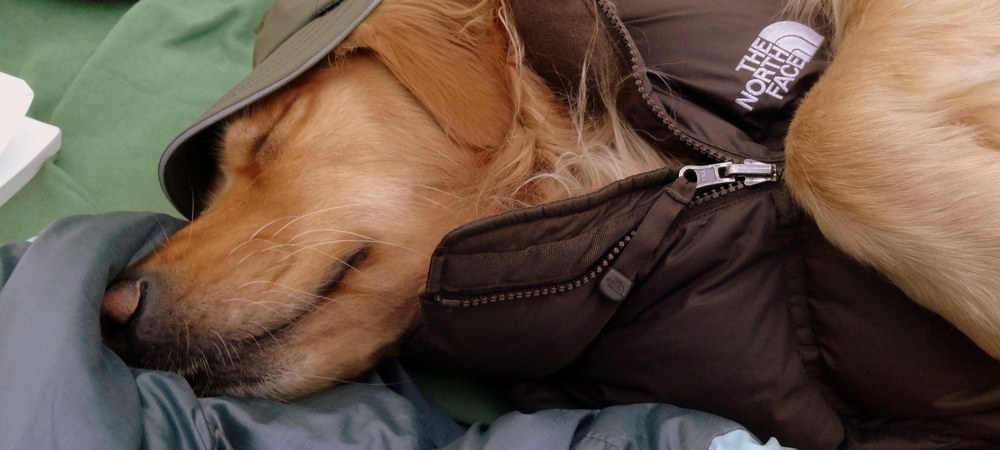 How to raise a hiking pup