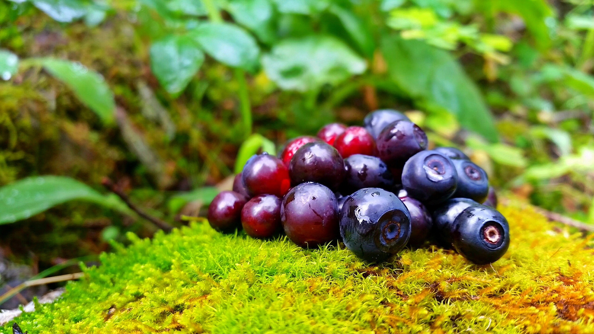 Huckleberries by Kayla Haas.jpg