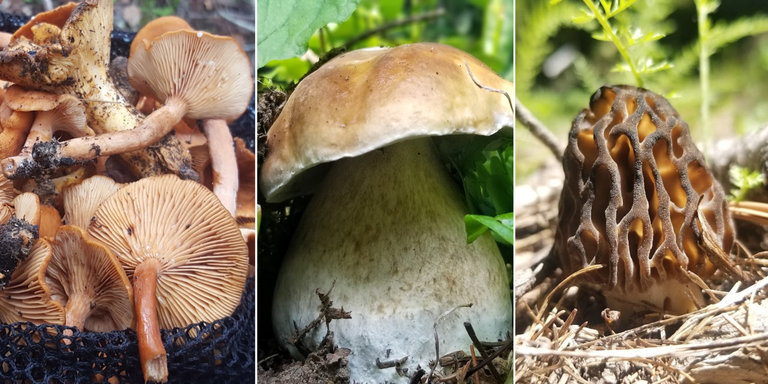 A collage of three brown mushrooms.