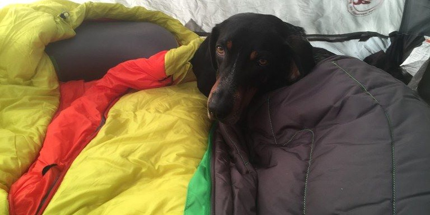 A small black chihuahua peeks out from between a black synthetic sleeping bag and a red, yellow, and green down bag. 