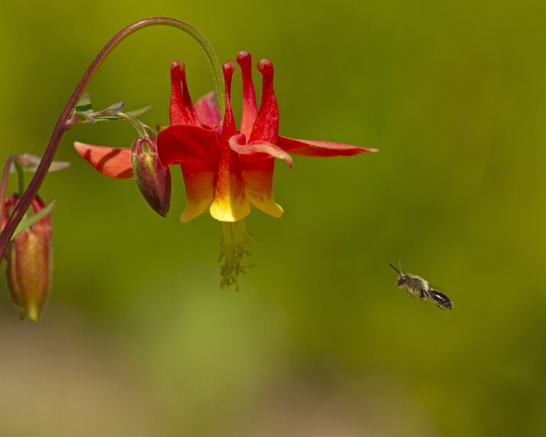 A bee buzzes towards a columbine flower.