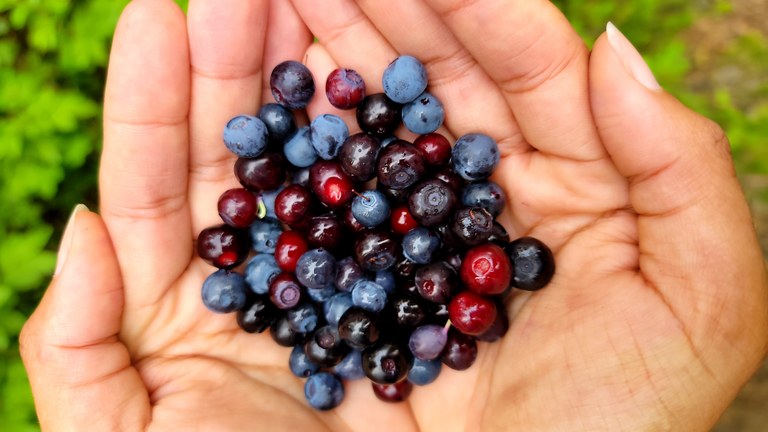 Stretch your legs on Labor Day weekend and enjoy the fruits of your labor — a fun, safe trip! Photo by Joseph Gonzalez A hiker holds a bunch of berries in their cupped hands.