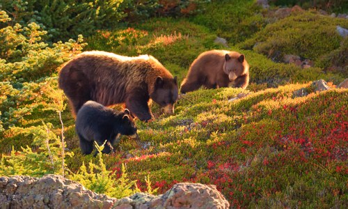 Wild encounters