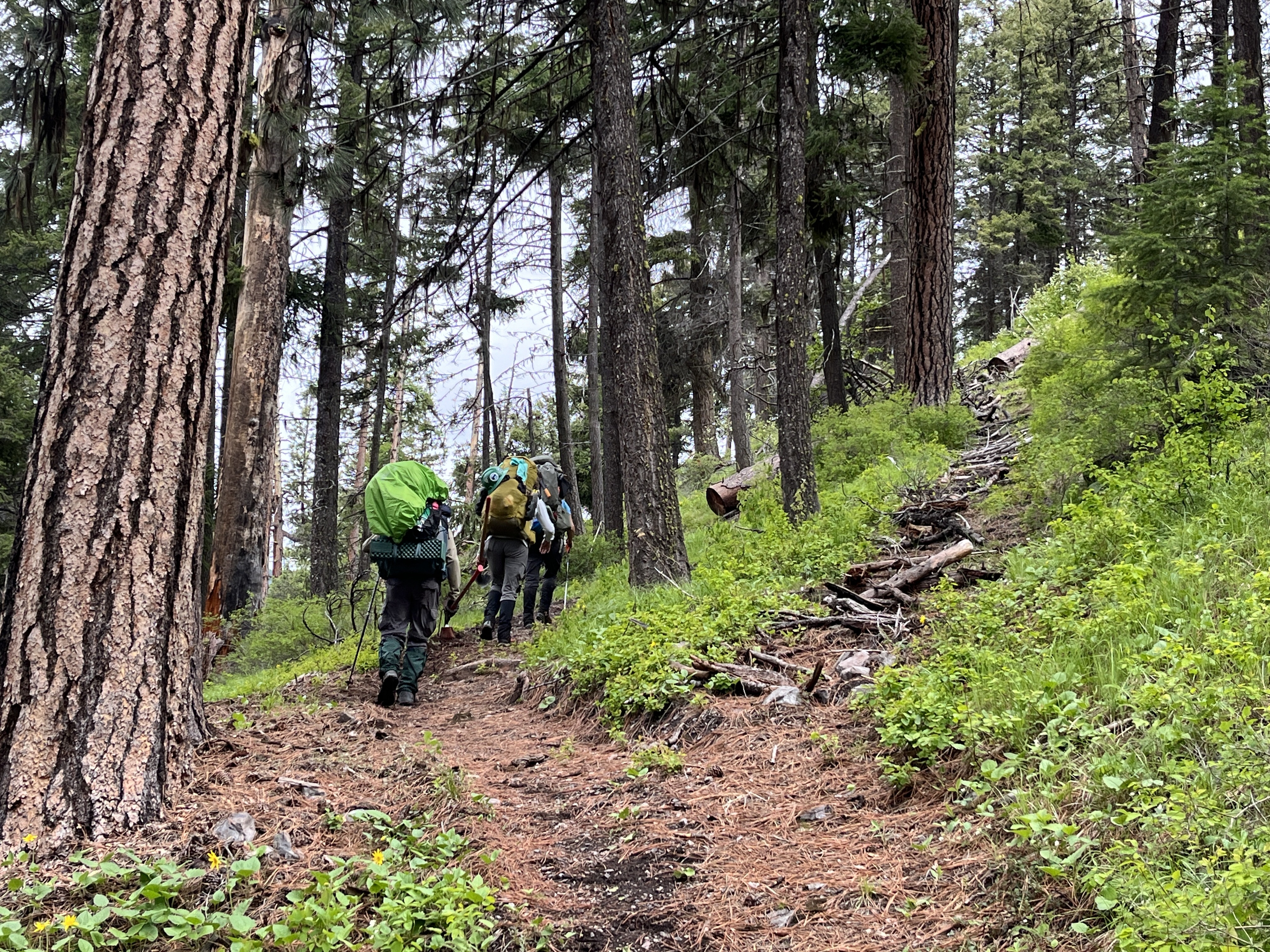 Hikers walk through forest on a trail next to a path covered with logs and sticks