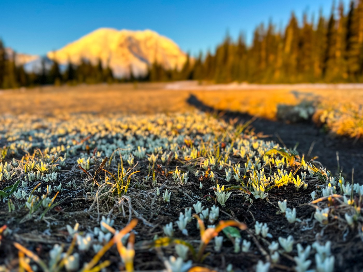 Focus on plants budding from the frozen ground next to a trail that leads towards Mount Rainier in the distance