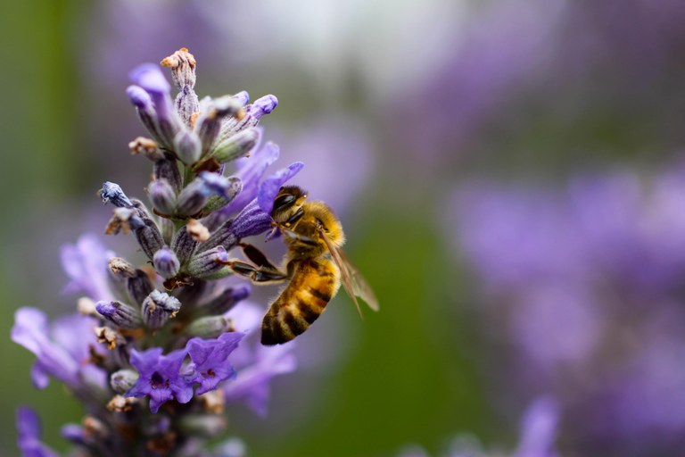 A bee approaches a brilliant purple flower.