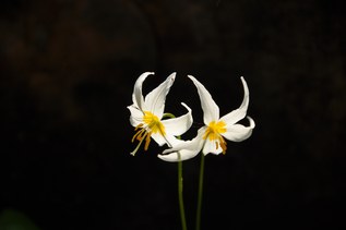 An avalanche lily in bloom.