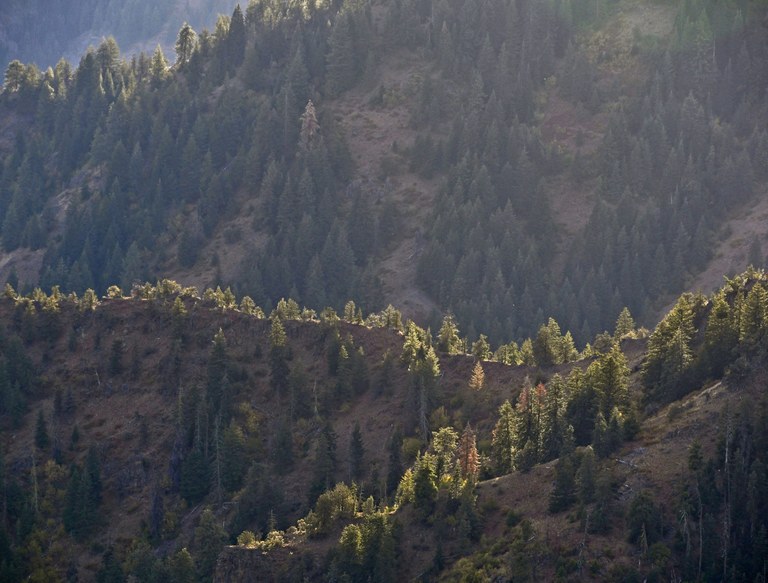 Hidden lanscapes. Photo by Doug Diekema. DIekema_Blue Trees 2019 - 1.jpg