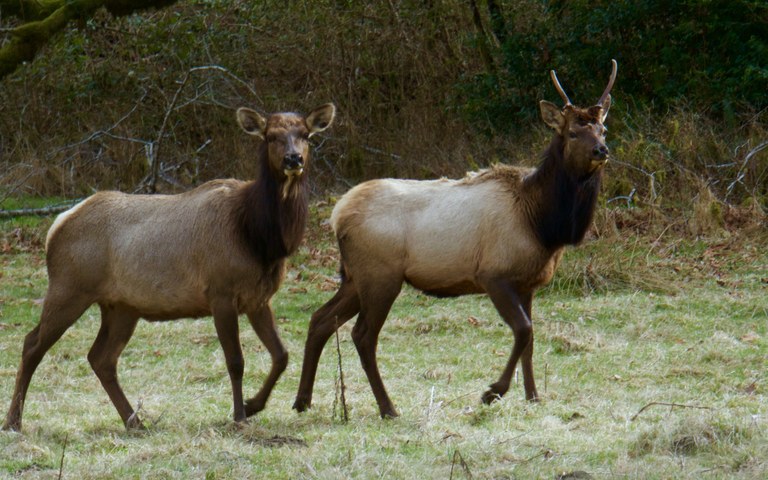 elk.jpg