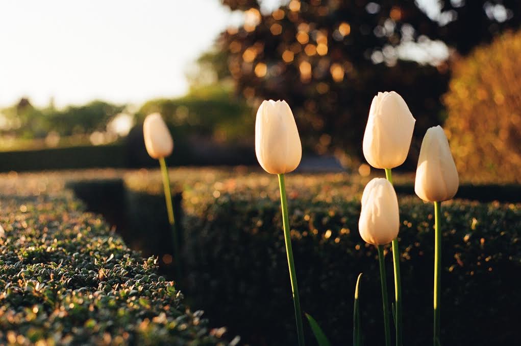 Film photography. Photo by Christina Hickman (2).jpg