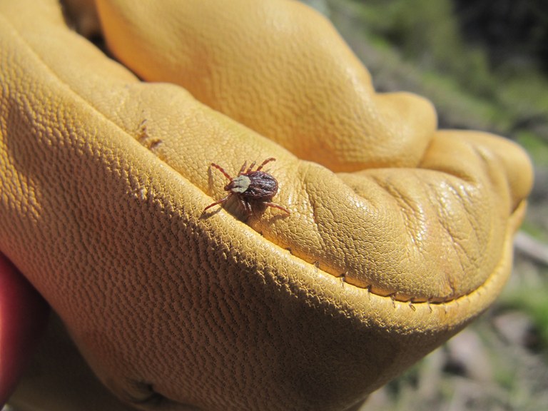First tick.jpg