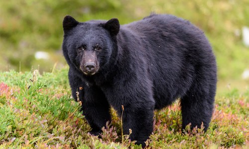Tie a boot, meet a bear