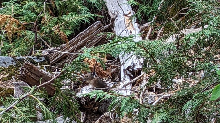 A pika along Gothic Basin Trail.