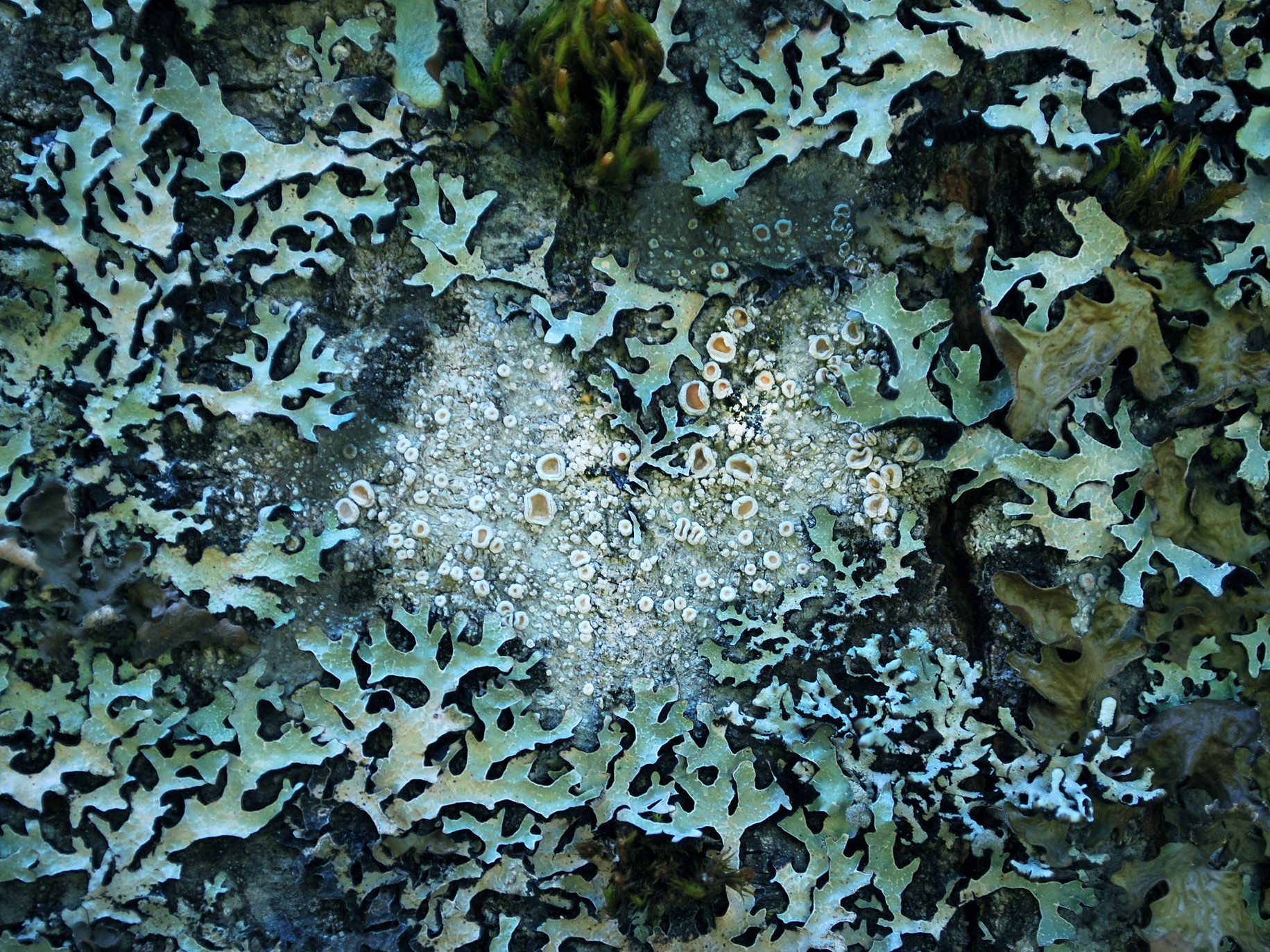 A heart among lichen.