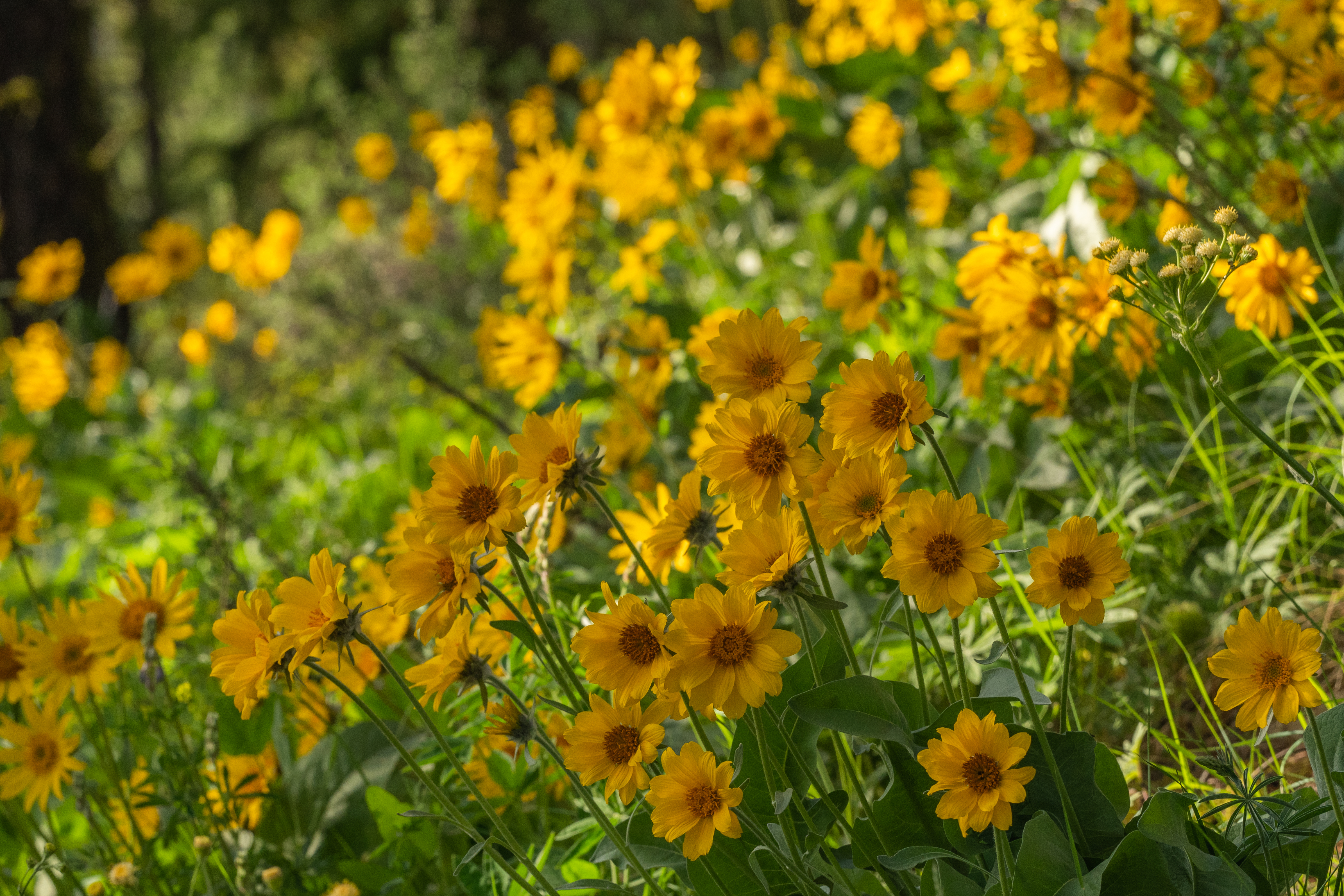Wildflowers Close up of blooming yellow wildflowers.