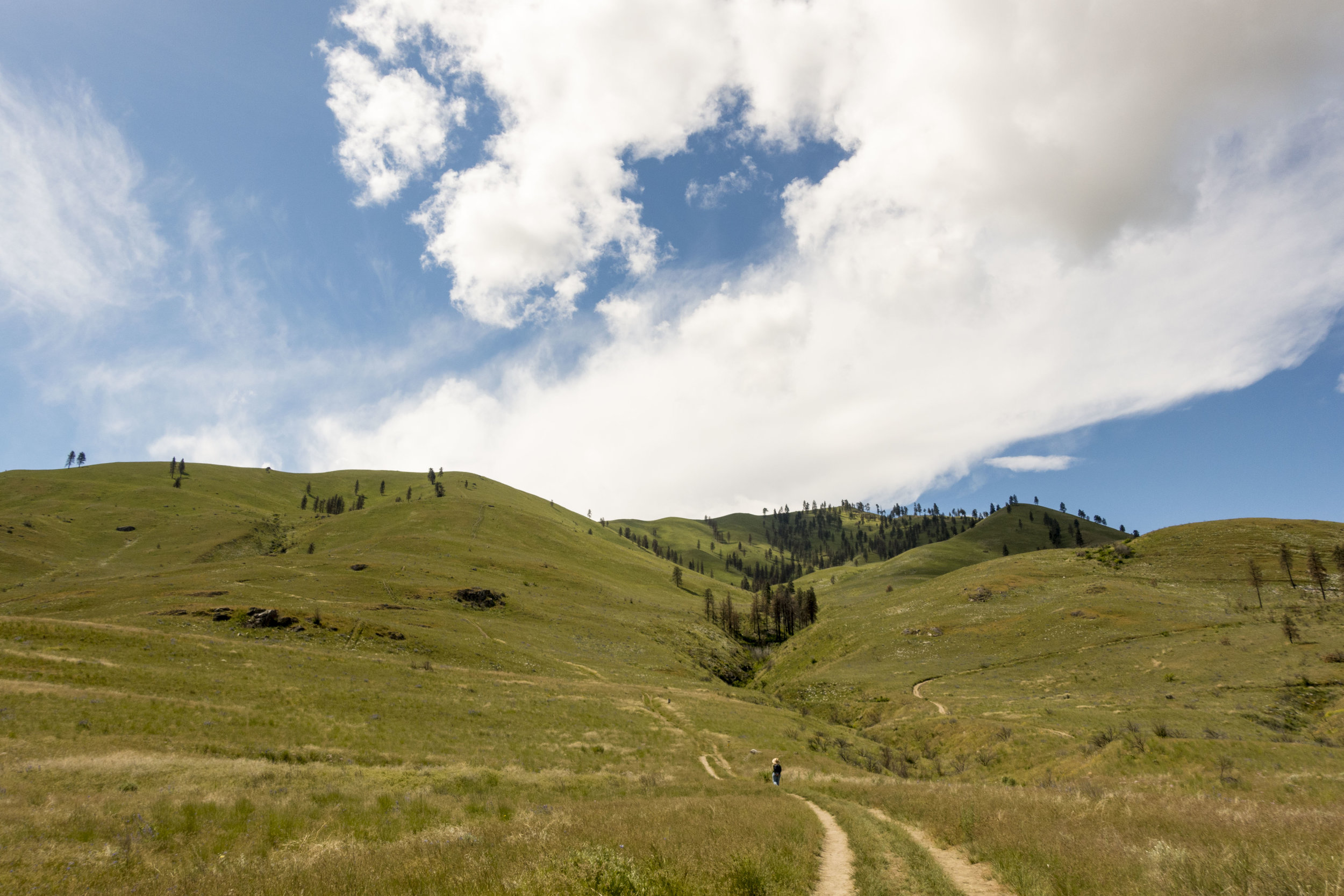 Rolling green hills at Chelan Butte with a dirt trail running between them. The skies are bright blue with crisp puffy clouds.