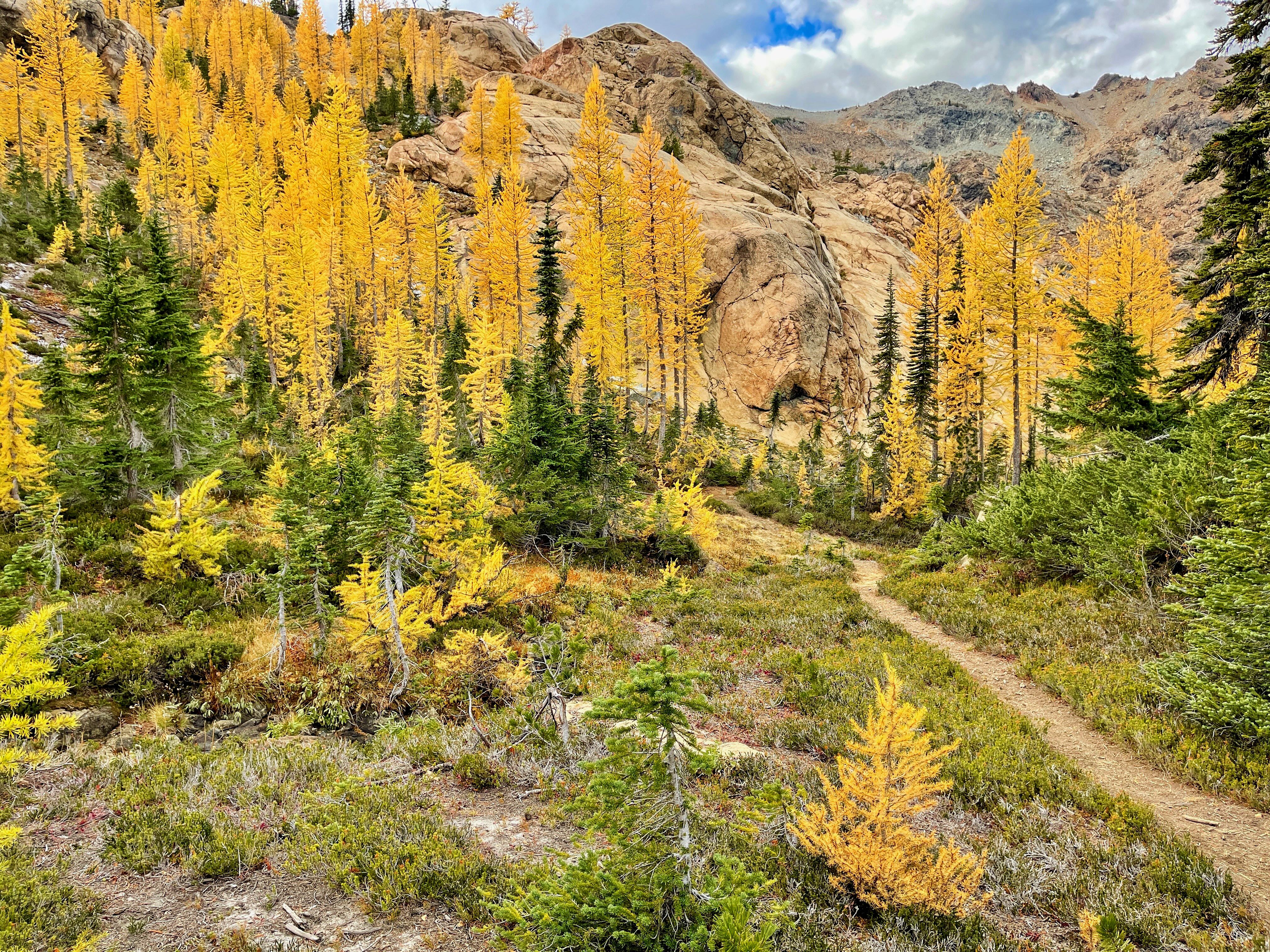 Ingalls Trail A narrow dirt path heads out through a patch of golden larches and toward a rocky outcropping.