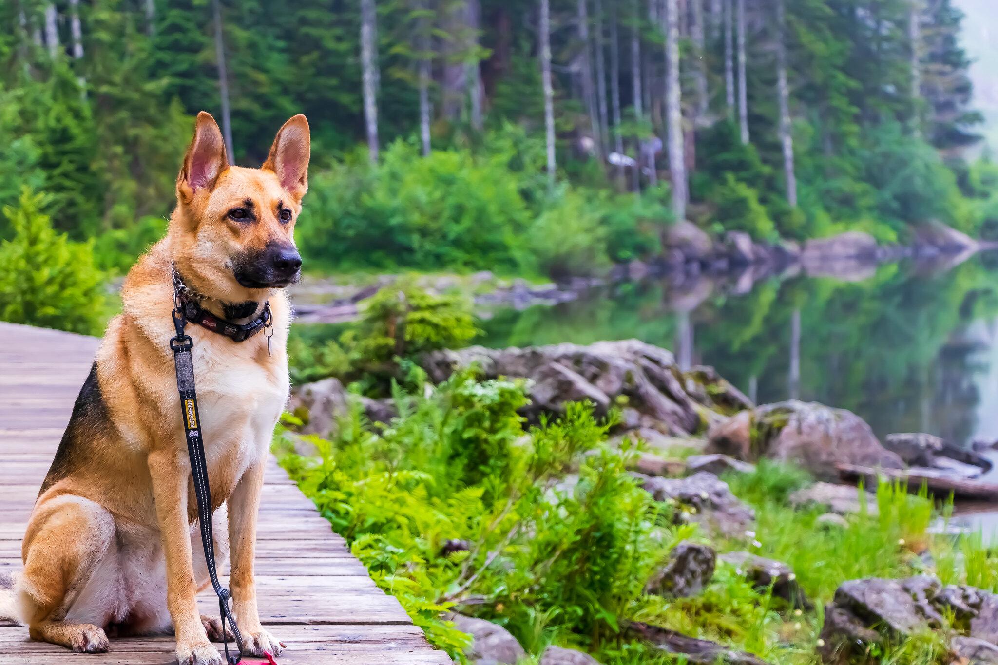 Dog sitting on boardwalk. Photo by Vignesh Yuvaraj..jpg