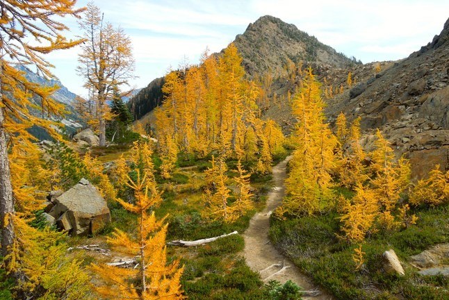 Larches. Photo by Betsy Beritaux..jpeg