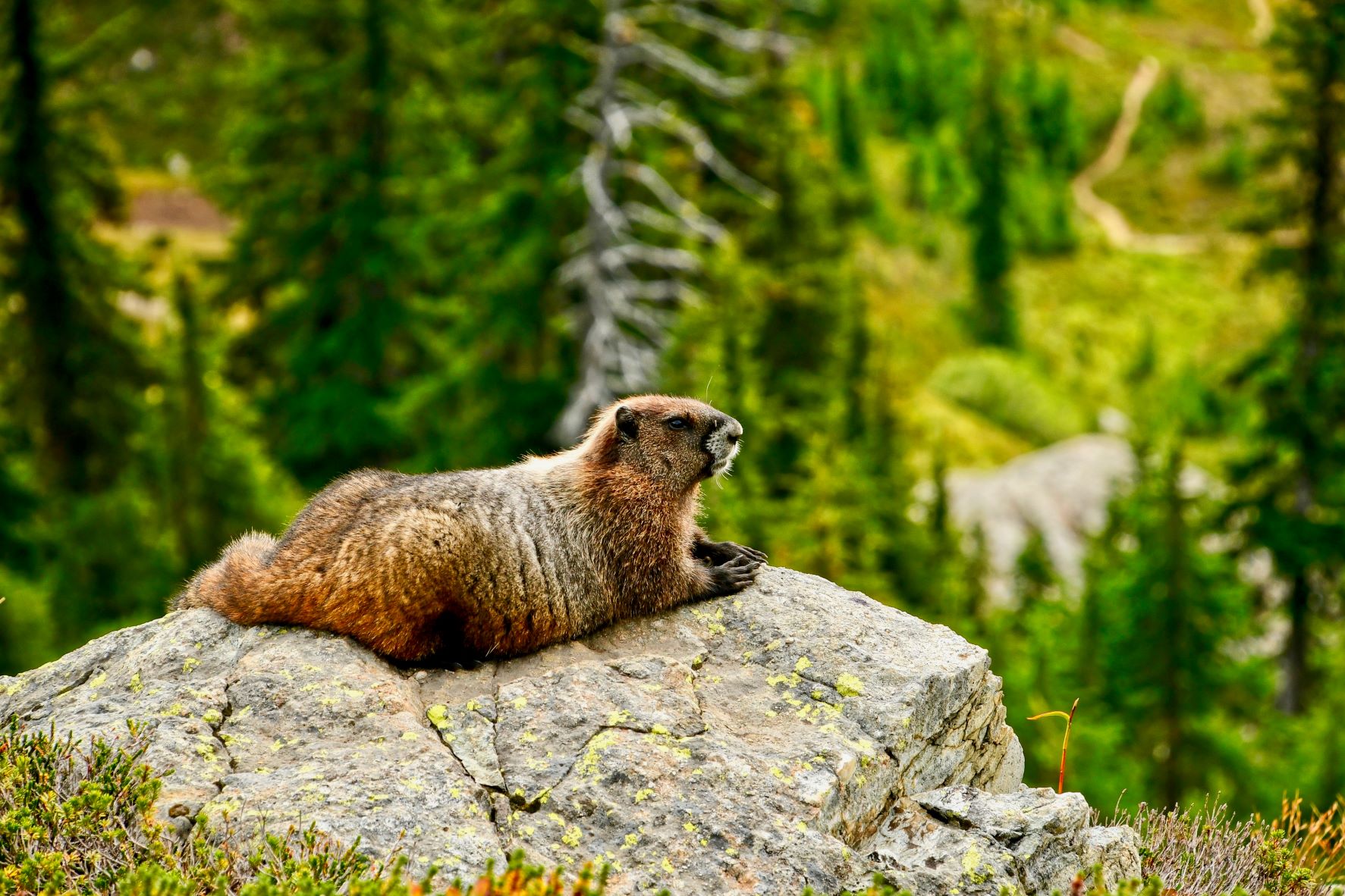 A marmot sits on a rock off trail, enjoying the sunshine.