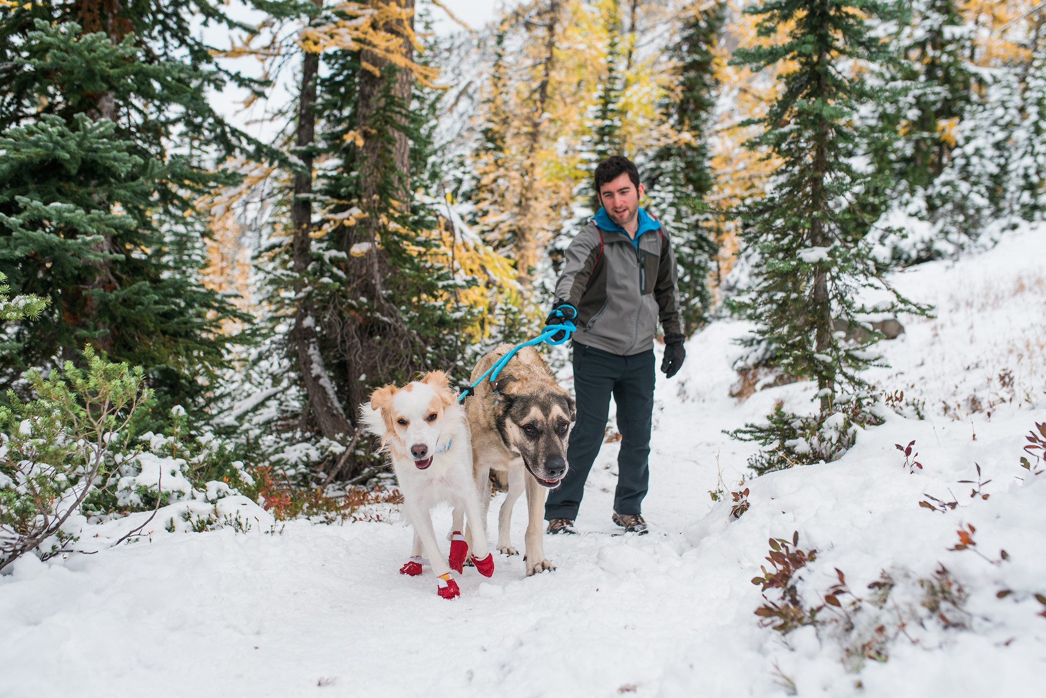 Dogs heading to Blue Lake