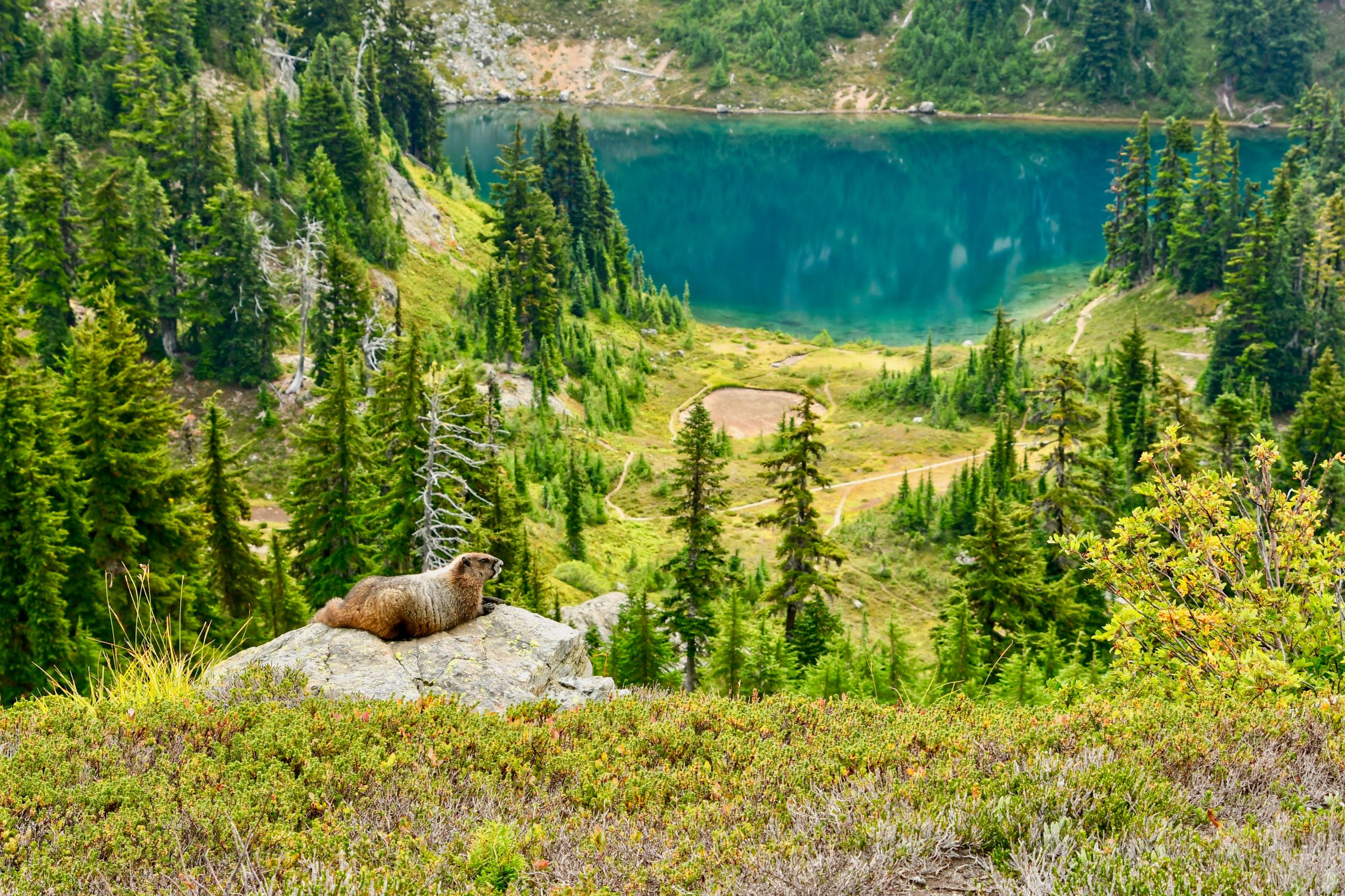 Marmot at Peggy's Pond. Photo by Doug Diekema. Marmot at Peggy's Pond. Photo by Doug Diekema.