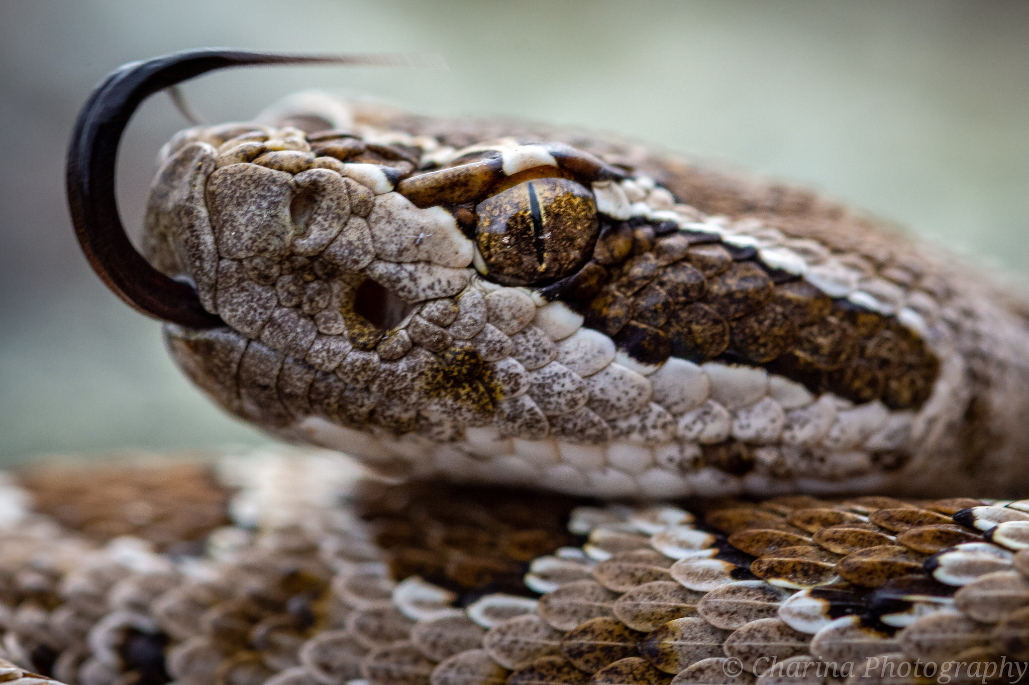 snake joshua wallace.jpg