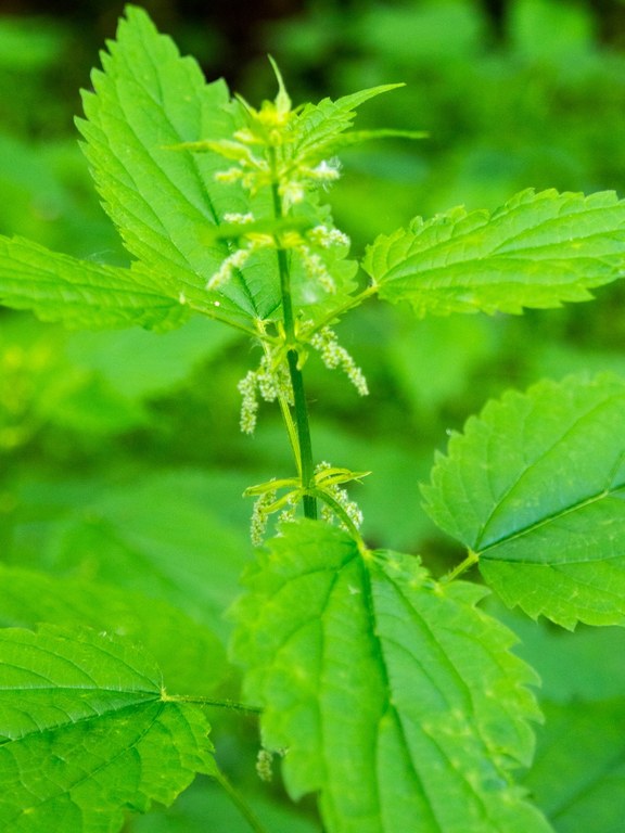 A stinging nettle plant. 