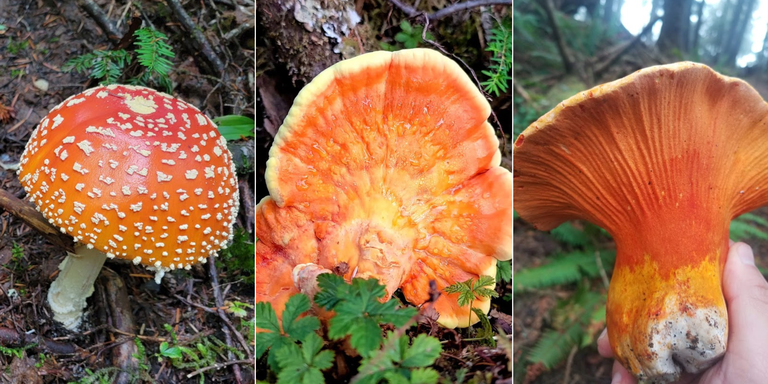 A collage of three red and orange mushrooms.