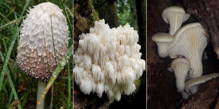 A collage of three mushroom images.