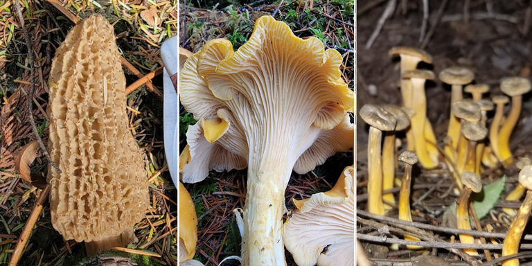 A collage of three golden and yellow mushrooms.