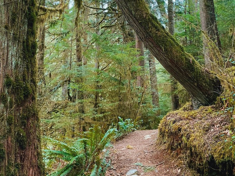 hamabear lime kiln trail.jpeg