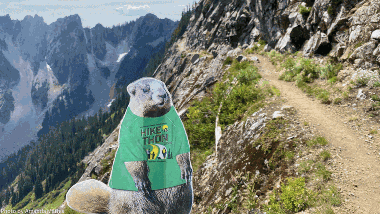 A series of photos that feature a cutout picture of Miles the Marmot, the Hike-a-Thon spokesmarmot. He is pictured standing along a narrow mountain trail, next to a Seattle Seahawks mascot toy, in a patch of blackberries, in a snow field and hanging from a hiker's backpack. Photos by Amanda Mathis, Linda Roe, Jennifer Bradwin and Sue Little.