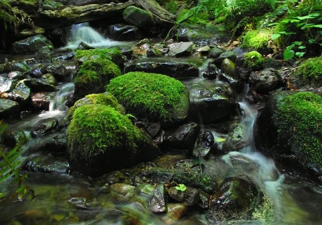 ApleasantwaterfallgreetsyouatthebeginningoftheWhittakerWildernessPeakTrail.PhotobyChris..jpeg ApleasantwaterfallgreetsyouatthebeginningoftheWhittakerWildernessPeakTrail.PhotobyChris..jpeg