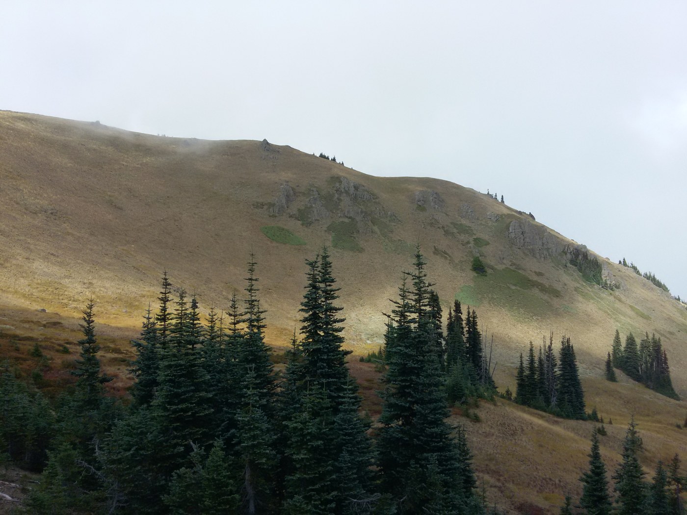 A photo of a hill, dotted with evergreen trees