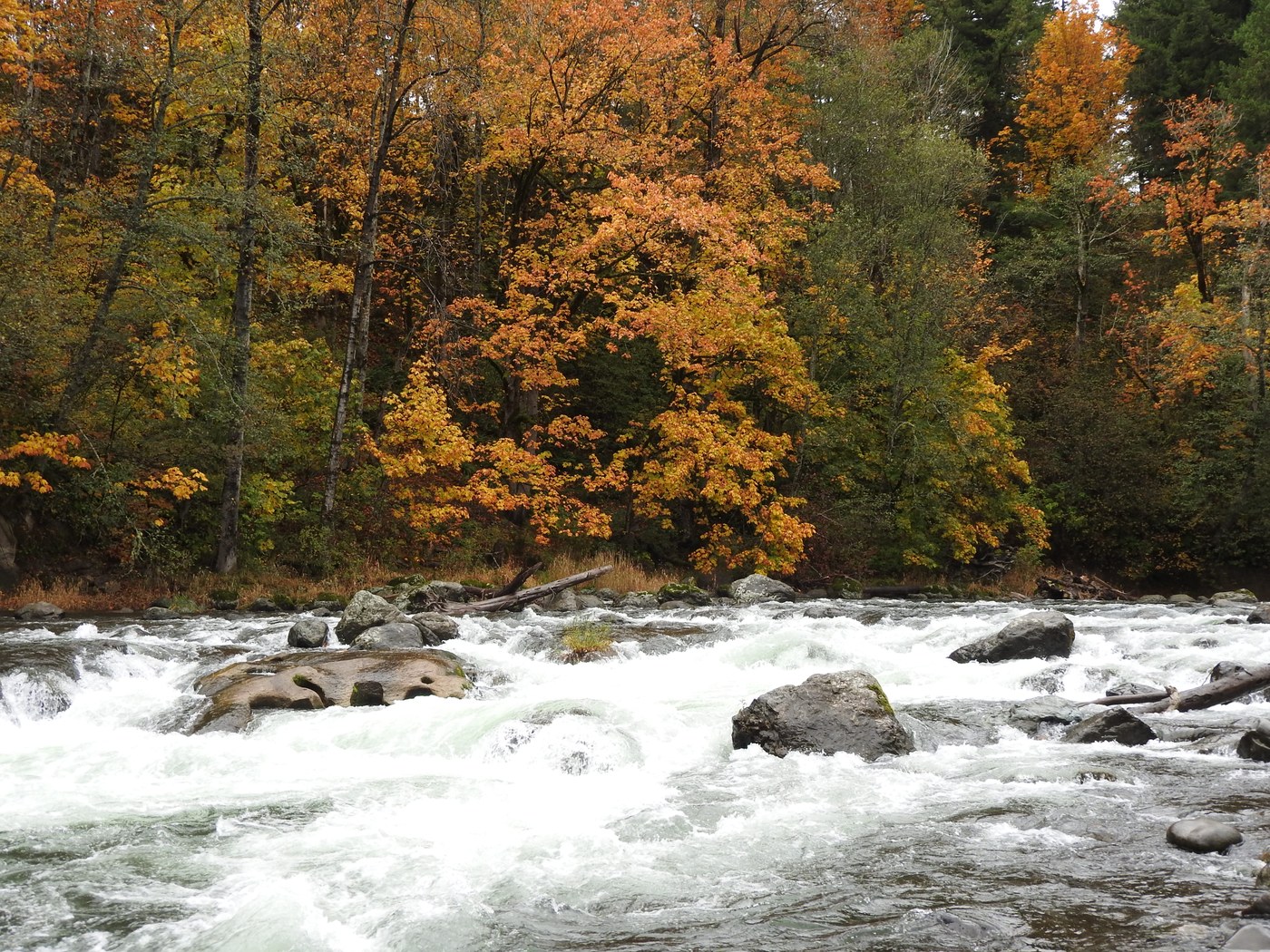 River flows with orange, fall trees in the background.