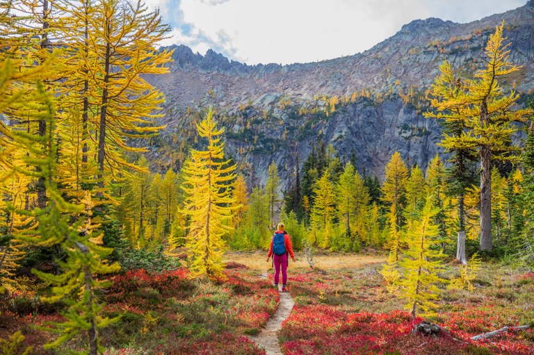 A hiker wearing bright red and pink looks up at yellow larches on a fall hike. Photo by Michael Klimas.