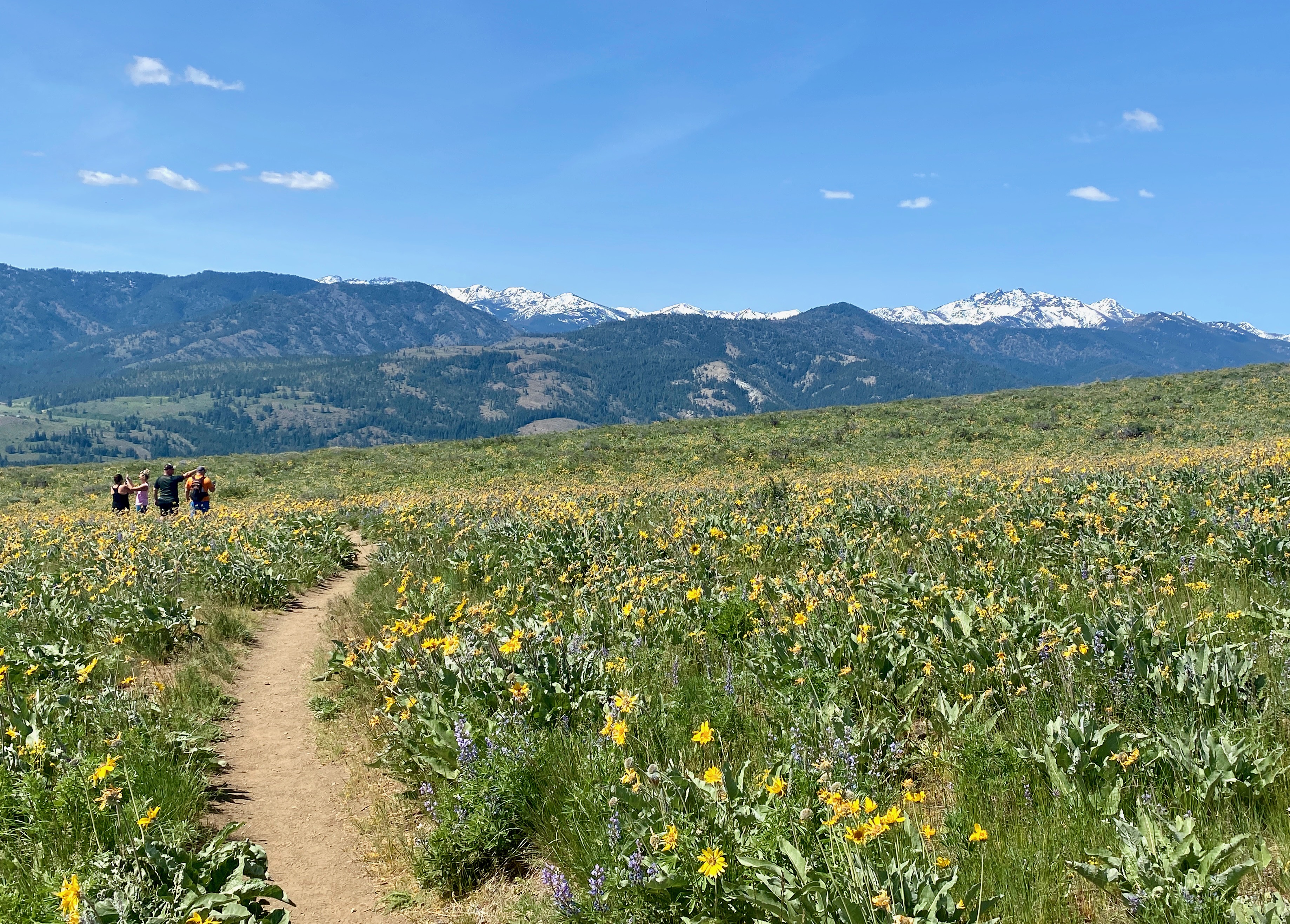Wildflowers outline a trail in the Methow Valley Wildlife Area, blue sky above the mountain skyline.