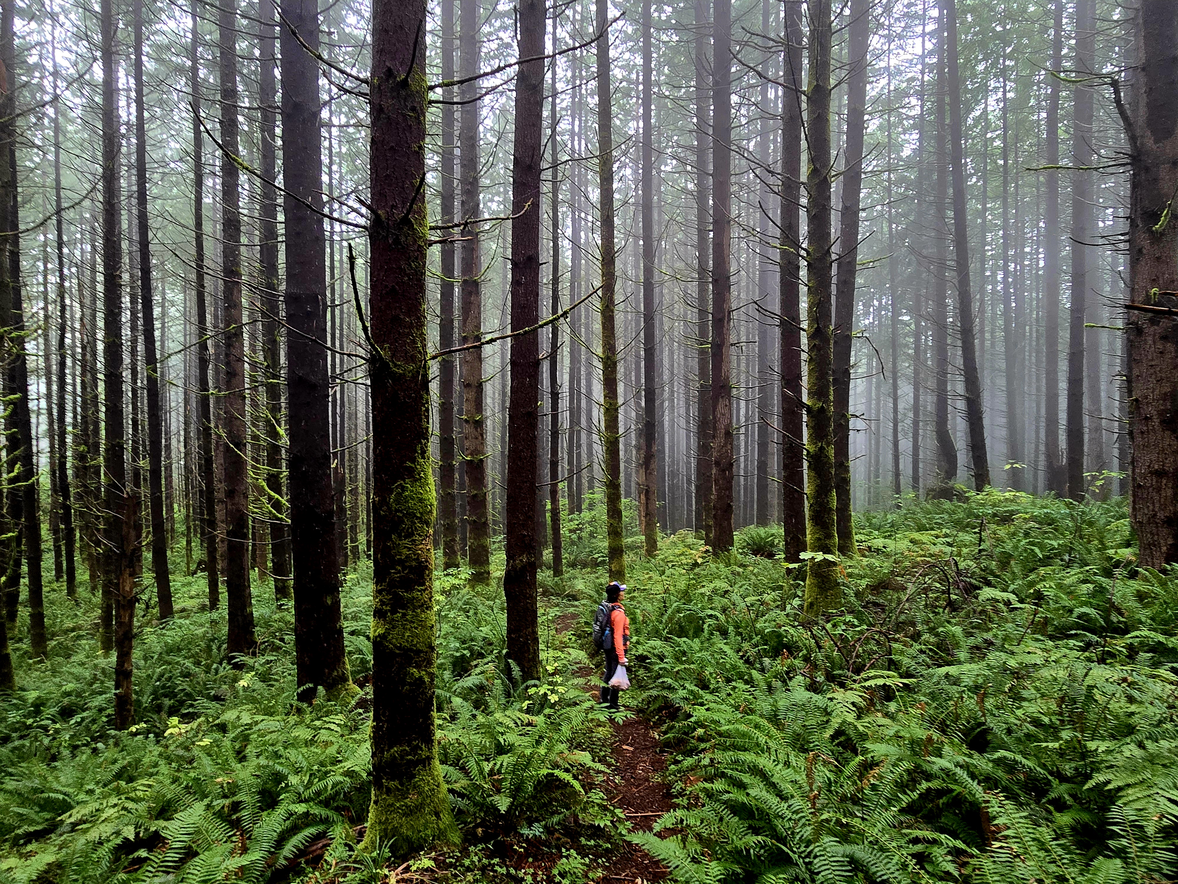 Mount Teneriffe by Dan Labuda.jpg