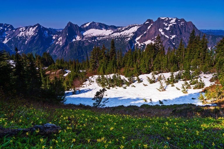 Wildflowers with mountains.