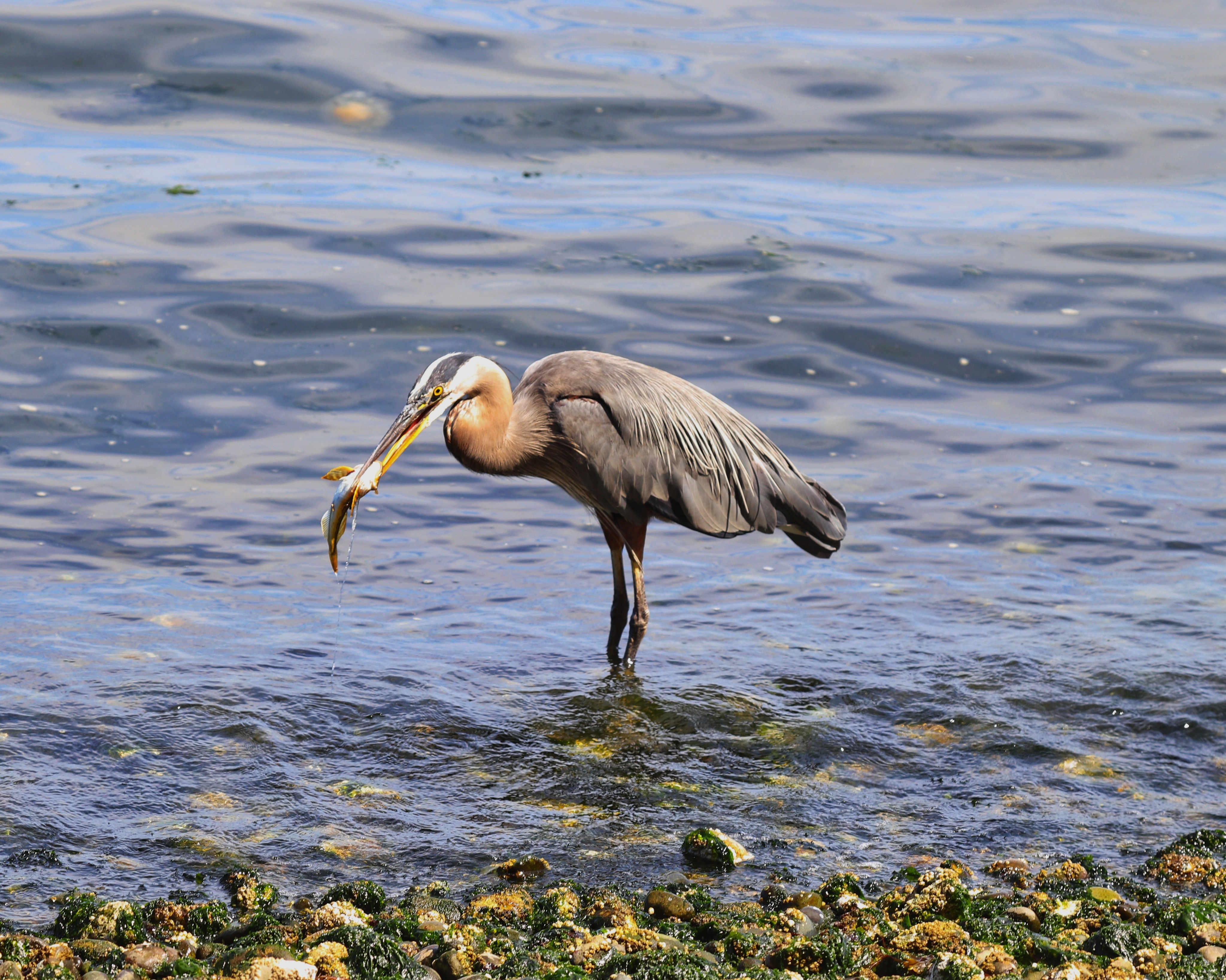 Blue heron by Adam McJunkin A blue heron stands in the water with a fish in its mouth