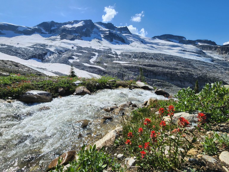 Paint brush wildflowers grow next to a rushing subalpine stream.